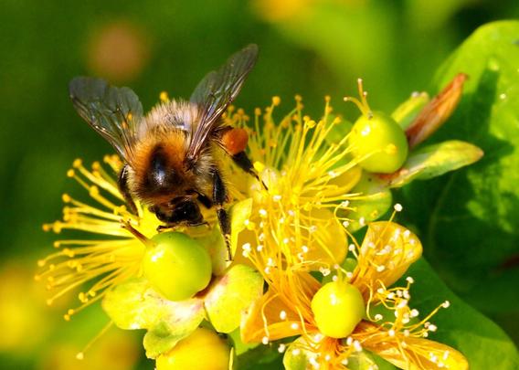 Foto: eine Biene sitzt auf einer gelben Blüte mit Fruchtstöcken und sammelt Pollen.