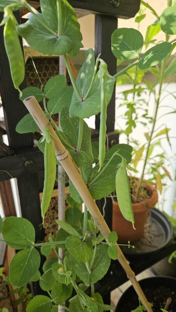 Photo of a pea plant climbing up bamboo sticks. There are several peapods dangling between the leaves like ornaments. A dark wooden structure is in the background. There are pots with other plants and bee hotels placed on little platforms.