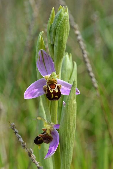 A photo of a bee orchid in flower.