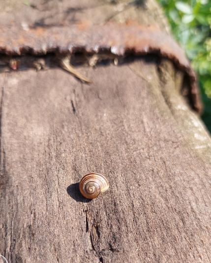 Eine Mini-Bänderschnecke auf einer alten Bahnschwelle.