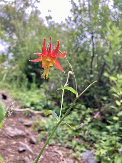 Red Columbine grows alone beside a well traveled trail