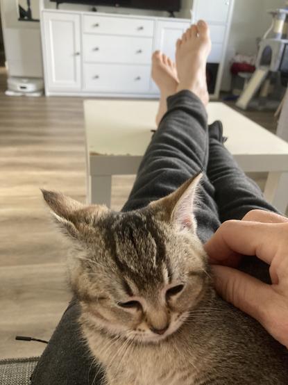 Kitten sitting persons stretched legs. The person is touching the kitten, much to the kitten’s displeasure. Soon biting will start.