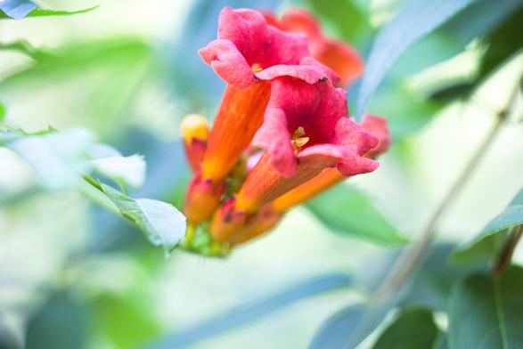Bignone première floraison
