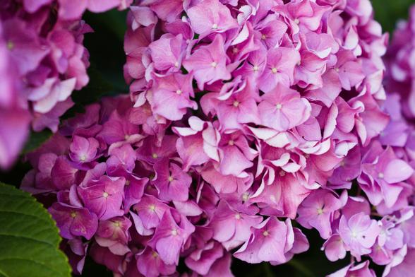 Fleur d'hydrangea