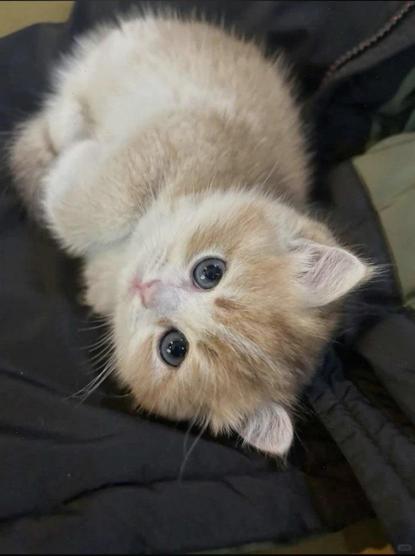 Photo of an impossibly fluffy kitten. This cutie is lying down on something soft and looking right into the camera/your soul. Kitten is white and very pale ginger coloured.