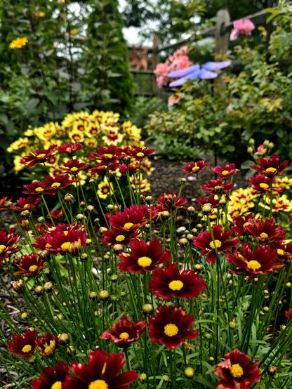 Angle in Wallflower's garden where tickseed are planted. There are red tickseed flowers and yellow and red tickseed flowers with other greenery in the background out of focus.