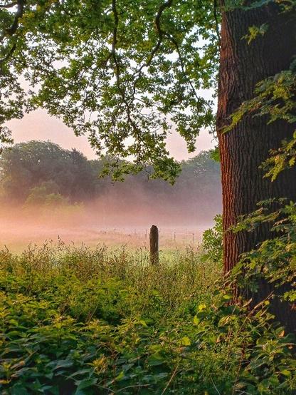 Ausblick mit Morgennebel über Weide bei Bönningstedt, 6:00 Uhr in der Frühe