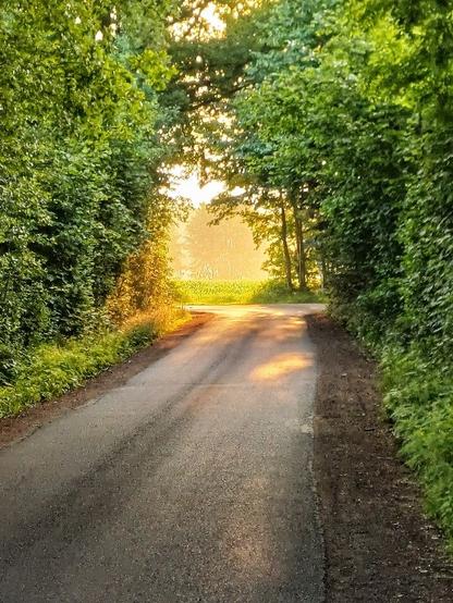 Grün gesäumte Strasse kurz vor Bönningstedt, an deren Ende Sonnenlicht auf eine Linkskurve fällt. 5:55 Uhr in der Frühe