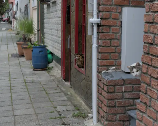 Photography of the side of a residential street with the sidewalk and townhouses lined up, with two street cats visible: the closer one peeking out of a house entrance to look in the direction of the camera, and another one sitting on the window sill of the next house.