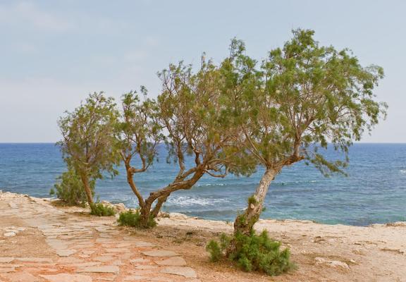A small group of olive trees growing on a bank overlooking the Mediterranean