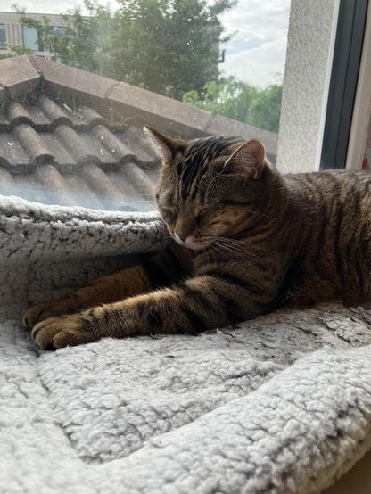 Freida the cat, who is not at the United Nations building in New York but, like me, she is in Dublin, Ireland, and enjoying the live stream and contributions for panellists and participants.