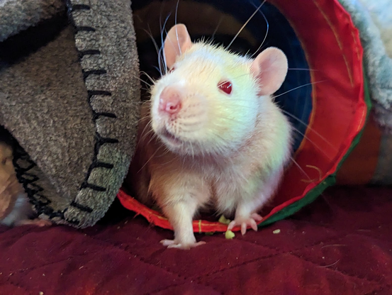 Rolf, a white rat with red eyes and good whiskers, looking out from a play tube