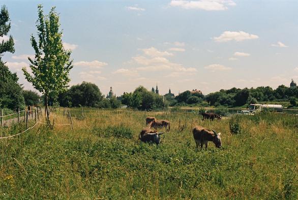 [english below] Das Foto zeigt eine Wiese mit Eseln im Sommer. Ganz links ist der Elberadweg zu sehen. Rechts kann man die Elbe erkennen. Am Horizont sieht man die Silhouette Dresdens mit der Frauenkirche.

[english] The photo shows a meadow with donkeys in summer. The Elbe Cycle Path is visible on the far left. The Elbe River can be seen on the right. On the horizon, you can see the silhouette of Dresden with the Frauenkirche (Church of Our Lady).