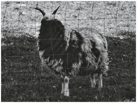 Die Schwarzweißaufnahme zeigt einen zotteligen Schafbock einer alten Schafrasse hinter einem grobmaschigen Zaun auf einer Wiese stehend, den Körper in Richtung des Fotografen gedreht, den Kopf jedoch nach hinten gerichtet, wodurch der Eindruck eines "gesichtslosen" Schafes entsteht.