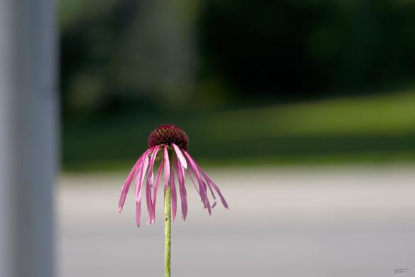 Im Zentrum des Bildes steht eine einzelne, verwelkte Blüte des Purpur-Sonnenhuts (Echinacea purpurea). Die Blume hat einen dunklen, kugeligen Blütenkopf und lange, schmale, rosa Blütenblätter, die schlaff nach unten hängen. Der Hintergrund ist stark verschwommen (mit Bokeh-Effekt), wodurch die Blume deutlich hervorgehoben wird. Links im Bild ist ein unscharfer, heller senkrechter Streifen einer Straßenlaterne zu sehen. Der Rest des Hintergrunds besteht aus weichen Grün- und Grautönen.

Die Bildkomposition wirkt ruhig und minimalistisch mit einem Hauch von Melancholie durch die welkende Blume.