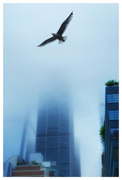 Blue-toned photo of a seagull with outspread wings and backlit feathers, soaring in front of skyscrapers with their tops hidden in fog.