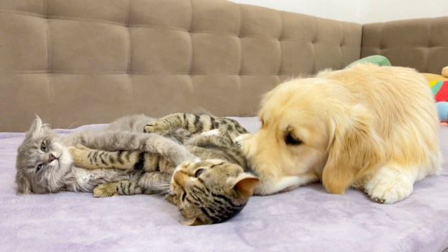 Two tabby kittens are play wrestling on a sofa. A large golden retriever dog is sniffing one of them