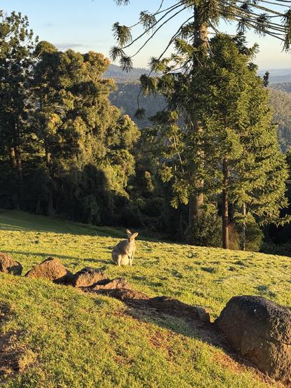 A female wallaby with a bulging pouch sits on a grassy slope in the sun with forest behind her