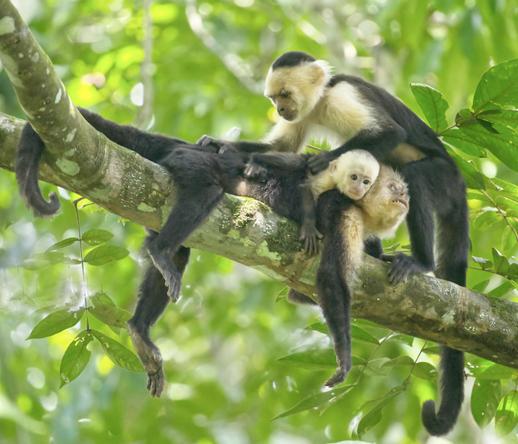Three monkeys on a branch, all with dark caps and bodies that contrast with their pale faces and arms. One of the monkeys has the baby on her back and is looking up at the third monkey who is very intent on grooming the fur of the mom with baby. These are the Panamanian White-faced Capuchin monkeys, but I photographed them in Osa Peninsula, Costa Rica. Photo by Peachfront.