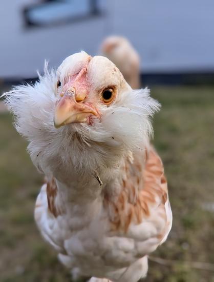 A close-up shot of a young Salmon Faverolles chicken shows its head and upper body. The chicken has fluffy white feathers around its neck and face, with light brown and white feathers on its body. Its comb is still tiny small and reddish, and its beak is yellow. The chicken looks directly at the camera with dark, curious eyes with an orange iris. The background is blurred, showing a light-coloured building and hints of green grass.