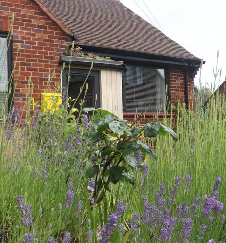 A small house is beyond a rather wild garden foreground, the porch above the front door is a green or living roof, with healthy sedum plants.  Every little must help