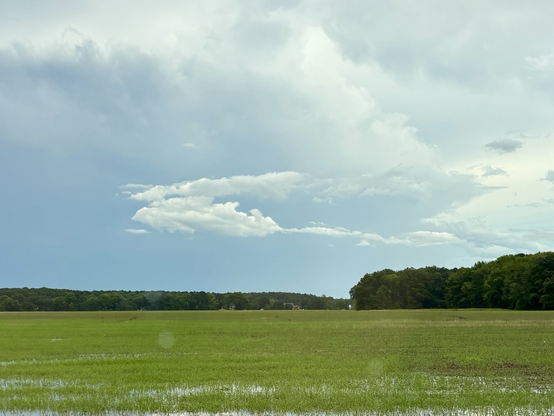 A green field with a cloud that is the shape of an airplane