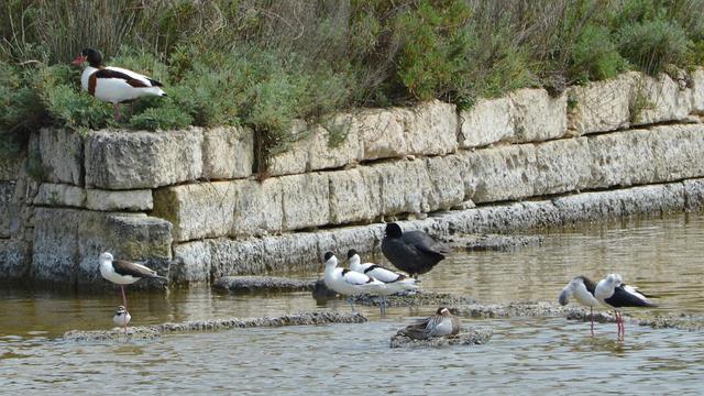 A photo of a stone wall along a shallow body of water. There is a common shelduck and the wall and a eurasian coot, garganey, little ringed plover, two pied avocets, and three black-winged stilts in the water..