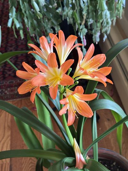 A potted Clivia plant features vibrant orange flowers with yellow tips, surrounded by long green leaves. The background includes another plant and a wooden floor.