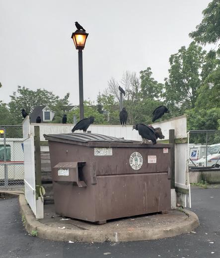 Brown dumpster covered in black headed vultures and crows.
