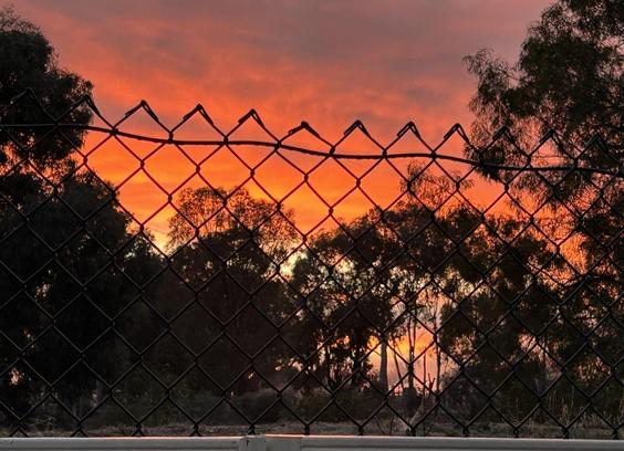A bright orange sunrise viewed over the top of my back fence this morning with other wire fencing behind it. Eucalyptus & various other natives trees are silhouetted against the dawn light. The light towards the bottom of the picture shows rising mist from nearby farmland.