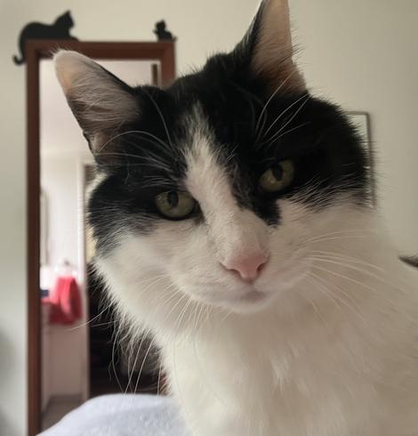 A head shot of a medium-hair tuxedo cat, looking quizzically into the camera.
