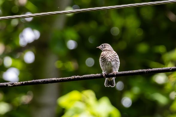 Young bluebird with a spotted chest, sitting on a wire, looking to one side, against a dark green background.
