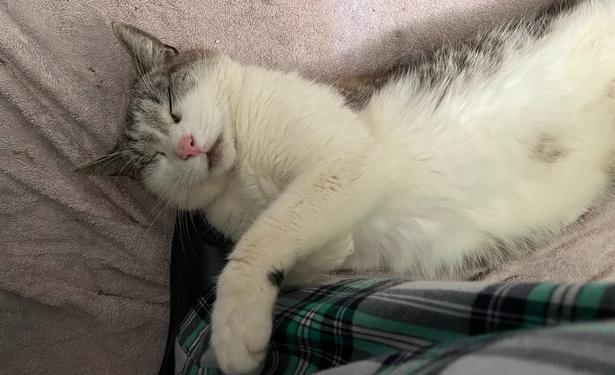 A sleeping cat lies comfortably against a person’s leg, with its eyes closed and paws resting. The background features a soft, textured blanket, and part of the person's plaid pants is visible.