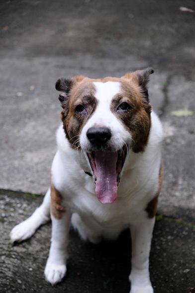 A totally goofy face of a white and brown dog yawning on the driveway