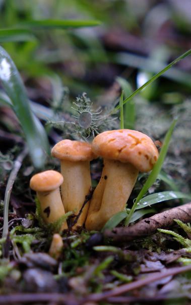 Three small orange-color mushrooms on the ground