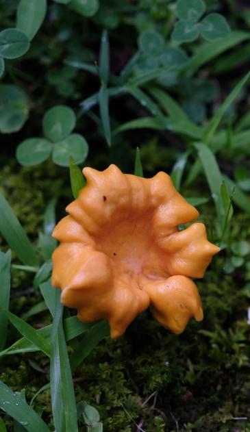 A flower-like orange mushroom
