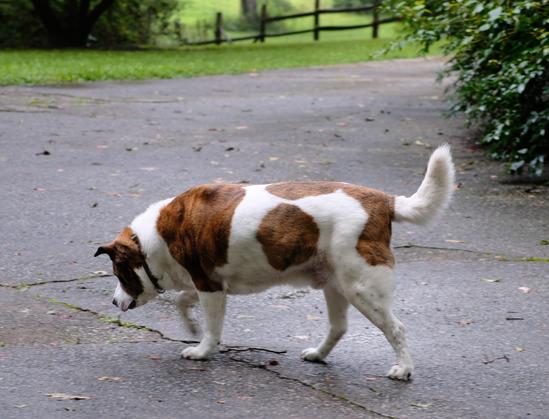 A sideview of a white and brown dog walking on the driveway