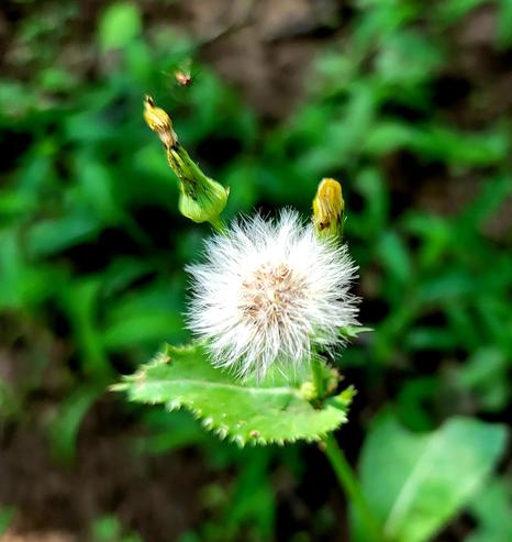 This close-up photo shows a fluffy, white seed head of a plant, resembling a dandelion gone to seed. The spherical seed head, composed of many feathery achenes, is prominently featured in the center foreground. Below it, a single green leaf with serrated edges is visible. 

To the upper right and left of the main seed head, two closed, yellowish-green flower buds are present, suggesting other blooms on the same plant. The background is softly blurred, showing an expanse of green foliage and some dark brown soil, indicating an outdoor setting. 

The lighting appears natural and soft, highlighting the delicate textures of the seed head.