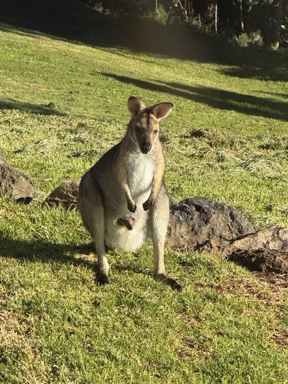 A female wallaby sits on green grass with a joey sticking its head out of her pouch
