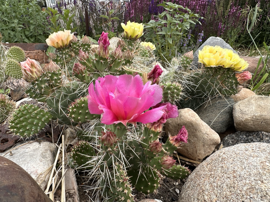 Dense clump of spiny oval prickly pear cactus pads, front center with huge magenta flower and 5 or 6 yellow flowers in ones behind.