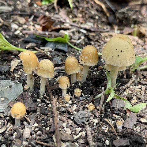 Mushrooms in our central Washington backyard.