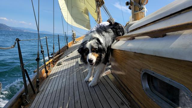 Capitano Willy alla ricerca di pizzette
