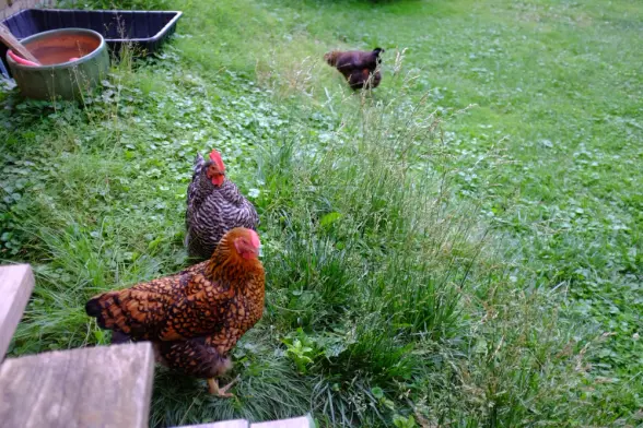 Three hens in the grass: in the foreground, a Golden Lace Wyandotte; behind her, a Barred Plymouth Rock; and in the background, an Ameraucana.