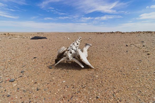The bones of a long dead animal lay in the Mongolian dessert, bleached by the sun.