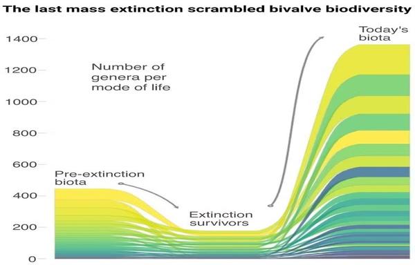 a chart showing how mass extinction decreased then increased biodiversity
