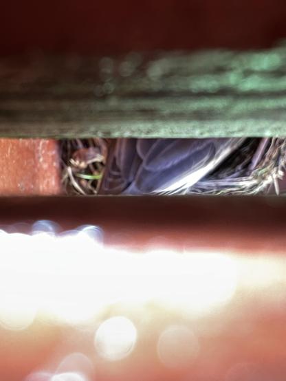 Photo looking through the slats of a deck down at a nest. The backside of a bird can be seen sitting in the nest.