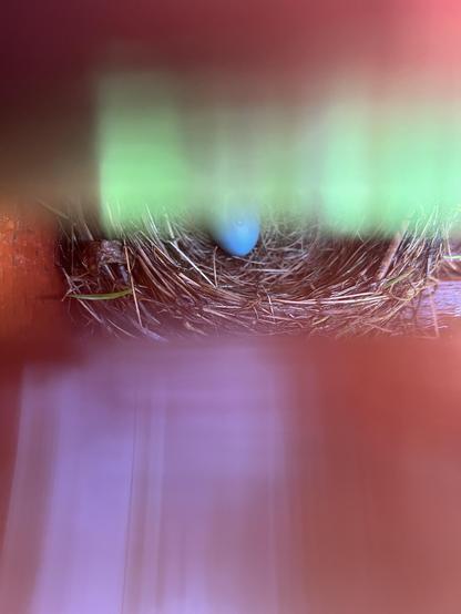 Photo of the same nest, now unoccupied by a bird, but now containing one single sky blue egg.