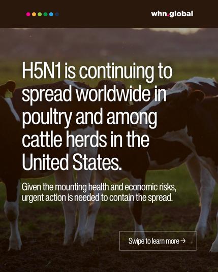 A dark overlay with a herd of cows in the background. At the top, the WHN.global logo and a row of six colored dots.
Text reads:
"H5N1 is continuing to spread worldwide in poultry and among cattle herds in the United States.
Given the mounting health and economic risks, urgent action is needed to contain the spread."
Bottom right button: "Swipe to learn more →"
