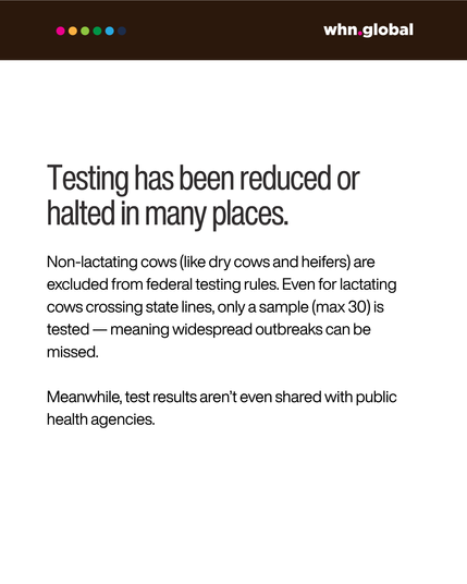 White background, same header.
Text reads:
"Testing has been reduced or halted in many places."
"Non-lactating cows (like dry cows and heifers) are excluded from federal testing rules. Even for lactating cows crossing state lines, only a sample (max 30) is tested — meaning widespread outbreaks can be missed."
"Meanwhile, test results aren’t even shared with public health agencies."