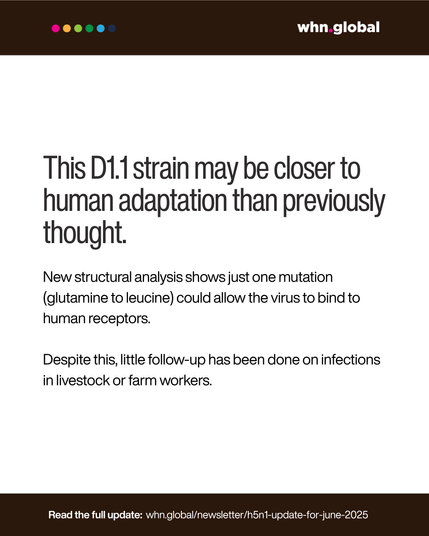 White background, WHN branding on dark header.
Text reads:
"This D1.1 strain may be closer to human adaptation than previously thought."
"New structural analysis shows just one mutation (glutamine to leucine) could allow the virus to bind to human receptors."
"Despite this, little follow-up has been done on infections in livestock or farm workers."
Bottom text: "Read the full update: whn.global/newsletter/h5n1-update-for-june-2025"